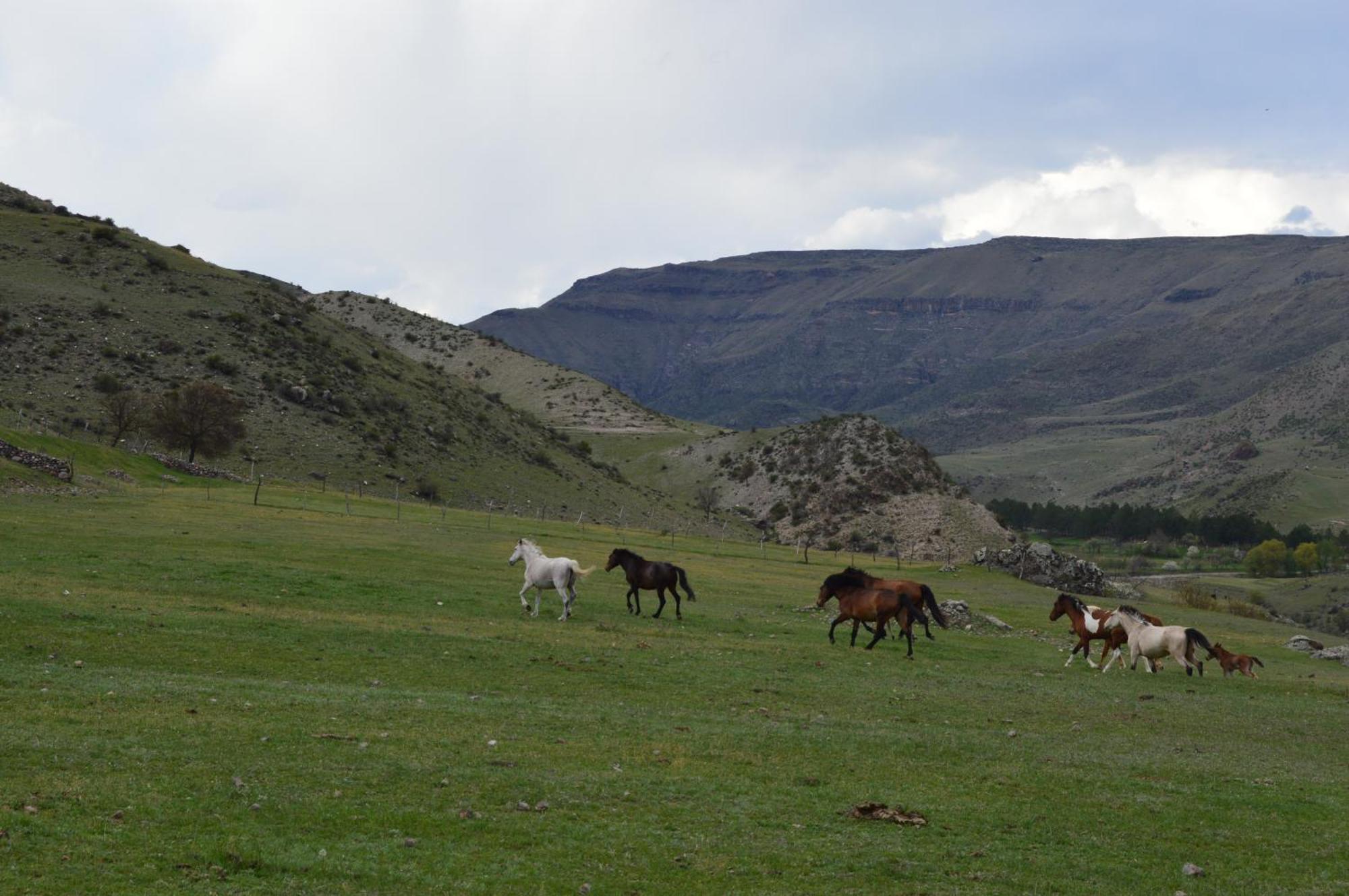 Tirebi Farmhouse Vardzia  Kültér fotó